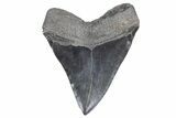Serrated, Fossil Megalodon Tooth - South Carolina #360757-2